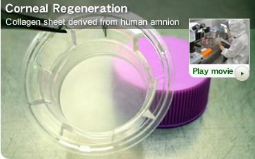 Corneal Regeneration